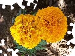 Tagetes erecta