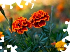 Flowers, Tagetes