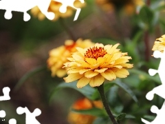 Yellow, Tagetes