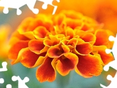 Tagetes