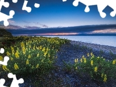 Taupo, New Zeland, Yellow, lupine, Flowers, lake