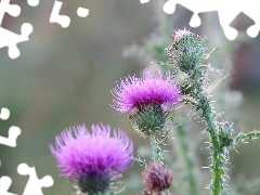 teasel