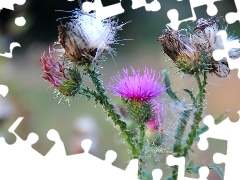 flourishing, teasel