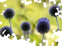 Violet, Echinops Ritro