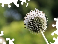 White, teasel