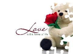 Teddy Bear, love