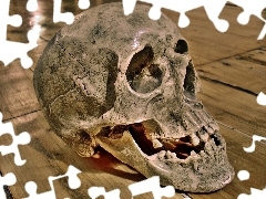 humanity, floor, Teeth, skull