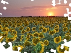 Teksas, Field, sunflowers