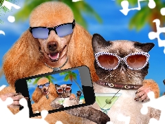 Telephone, Glasses, cat, Selfie, poodle