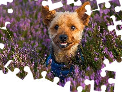 heathers, dog, Yorkshire Terrier