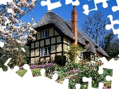 house, thatch