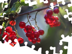Red, The beads, Fruits, currants