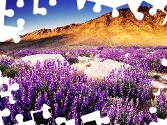 The Hills, west, flower, lupine, boulders, sun