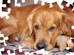 golden, mascot, The look, retriever