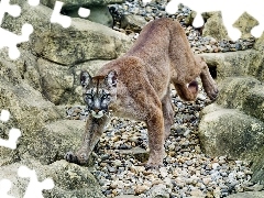 rocks, cougar, The look