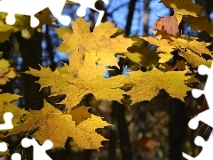 The clear, Sky, Leaf, maple, Yellow
