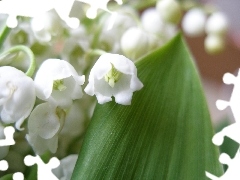 lily of the Valley, The May