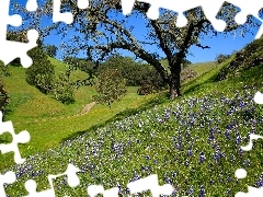 The Hills, Way, trees, viewes, Flowers