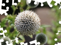 Echinops, White, Colourfull Flowers