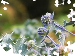 purple, Thistles