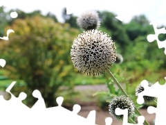 White, Thistles