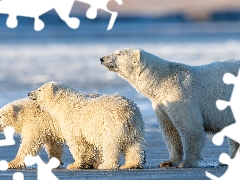 Three, Polar Bears