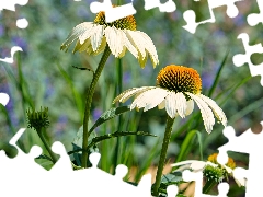 Flowers, White, echinacea, Three