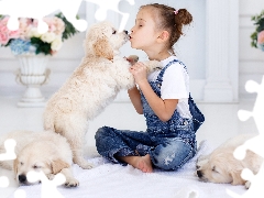 puppies, Golden Retrievery, Three, Dogs, girl