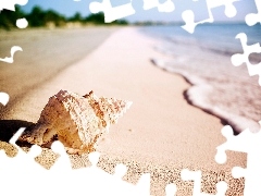 Tides, shell, Beaches