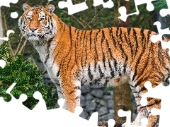 tiger