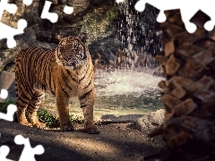 tiger