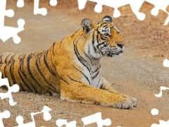 tiger