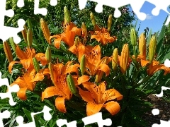 flowerbed, Flowers, tiger Lilies