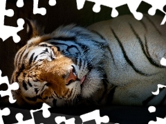 sleepy, tiger