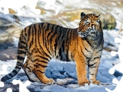 snow, tiger