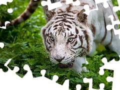 snowy, tiger
