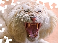 tiger, enraged, White