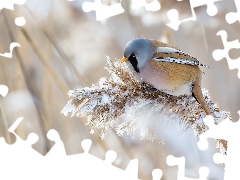 plant, Bird, Bearded Tit