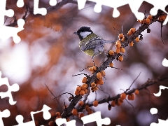 Twigs, tit, Great Tit