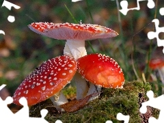 toadstools, Three, Red