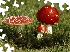 toadstools, Three, Red