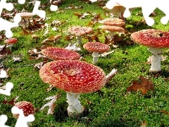 Red, toadstools