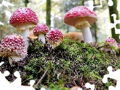 toadstools