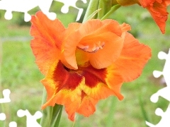 gladiolus, Two-tone