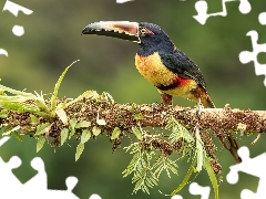 Bird, branch, leaves, Toucan