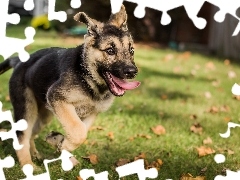 dog, grass, Tounge, German Shepherd