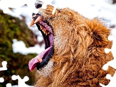 Lion, canines, Tounge, roar