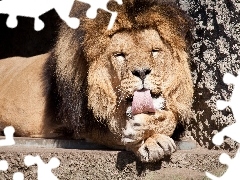 Lion, Tounge