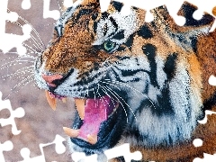 Tounge, tiger, mouth