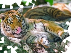 tiger, Tounge